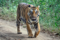 WILD INDIA II